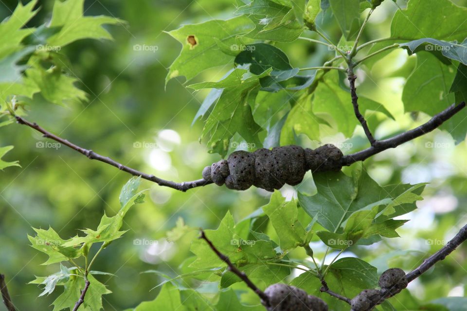 oak gall protecting wasp eggs.