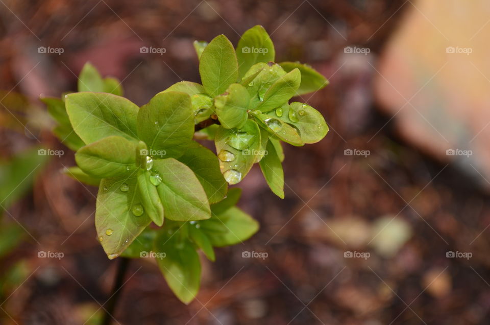 Dew on leaves