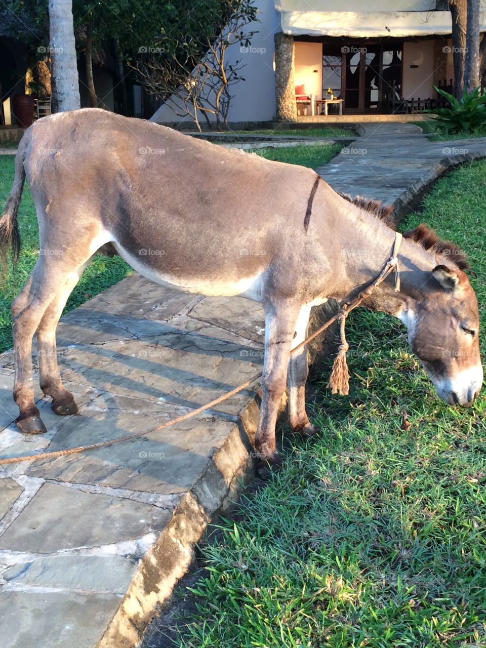 Donkey in Kenya 