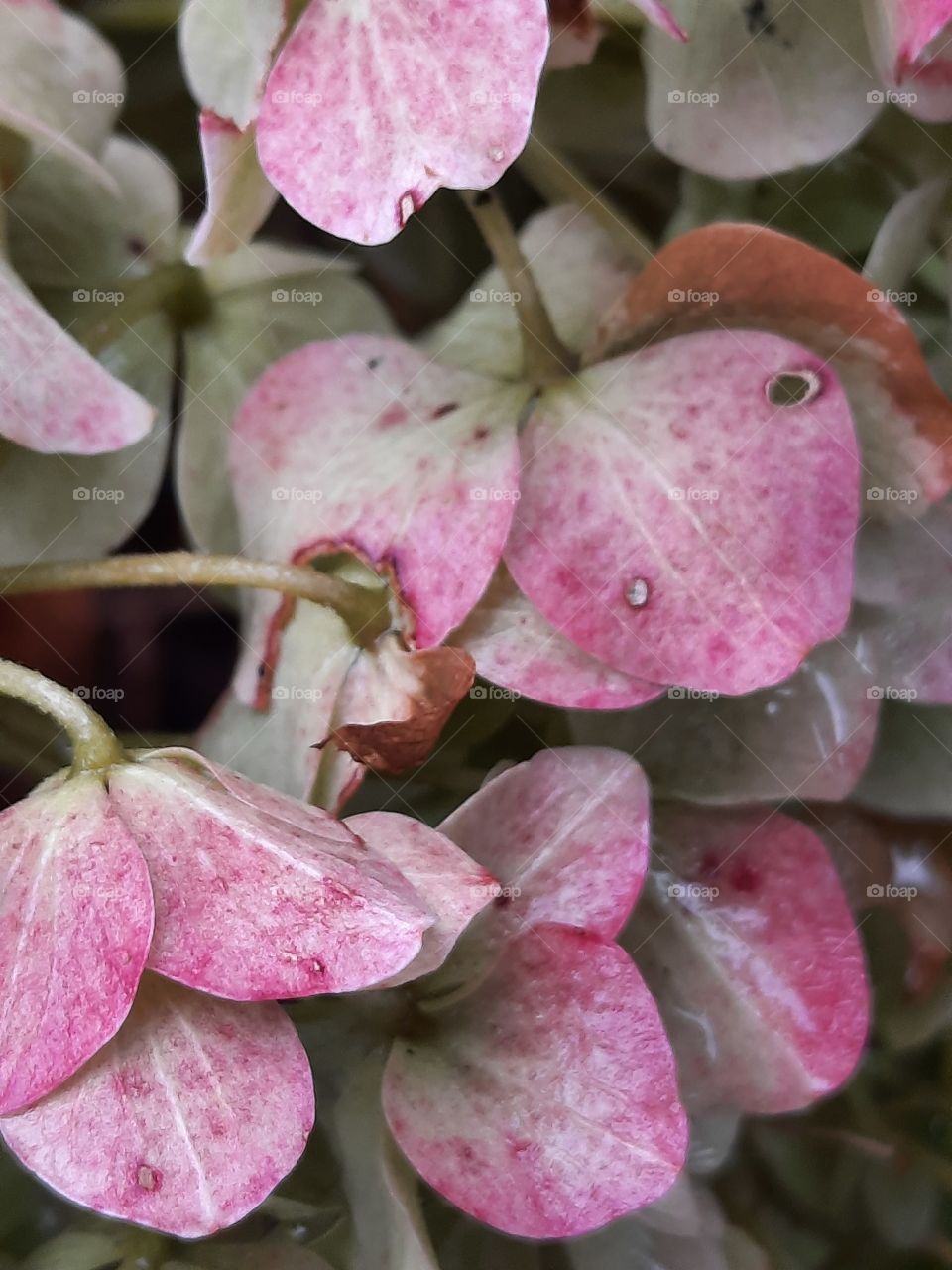 late autumn  garden - close-up of pink hydrangea flowers