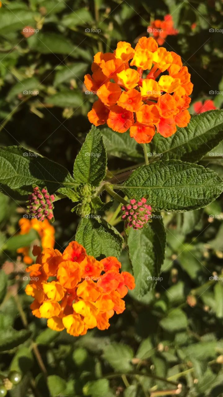 Awesome orange color flowers 