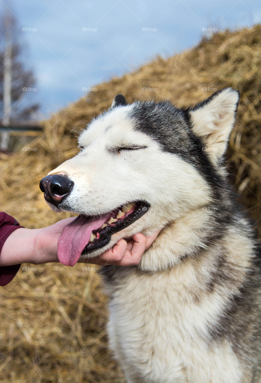 Person stroking dog