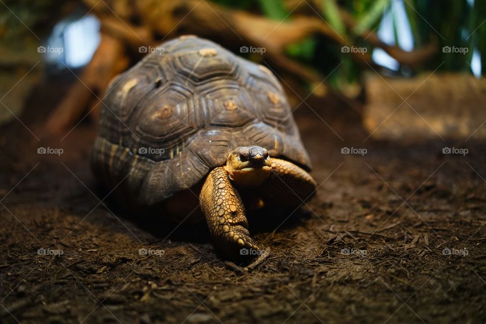 Turtle on dirt