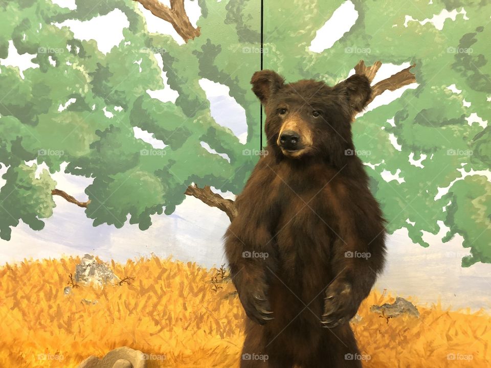 Bear at museum in California. 