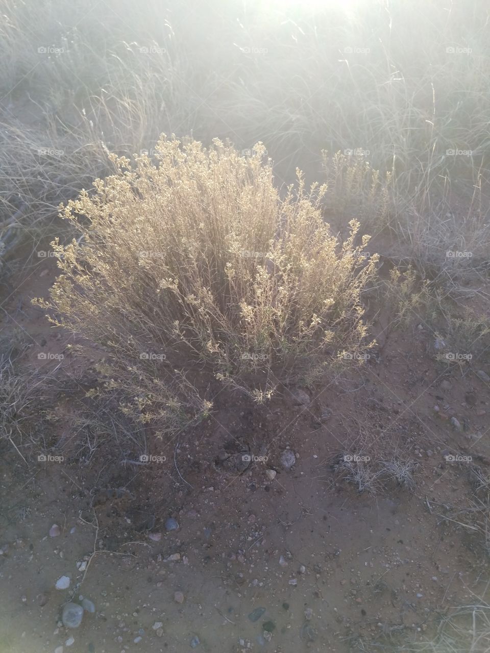 Desert Bush