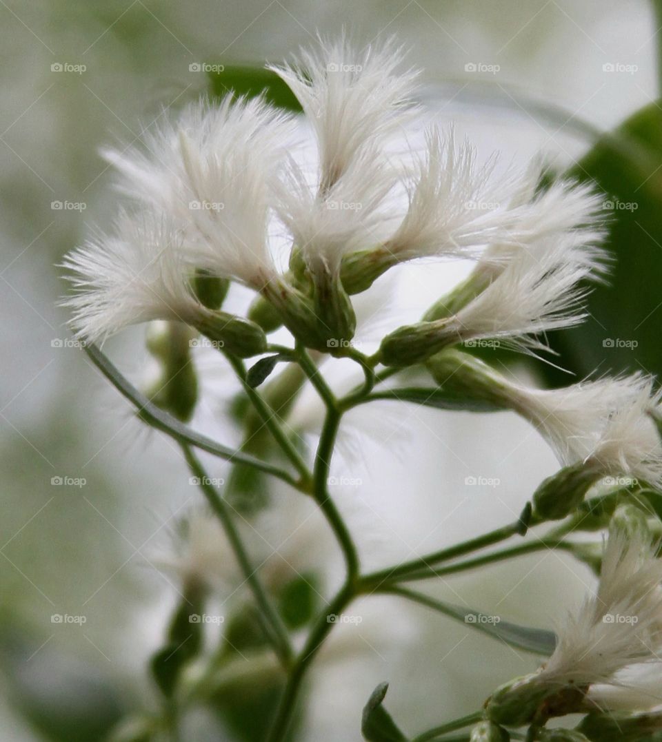 paint brushes or flowers