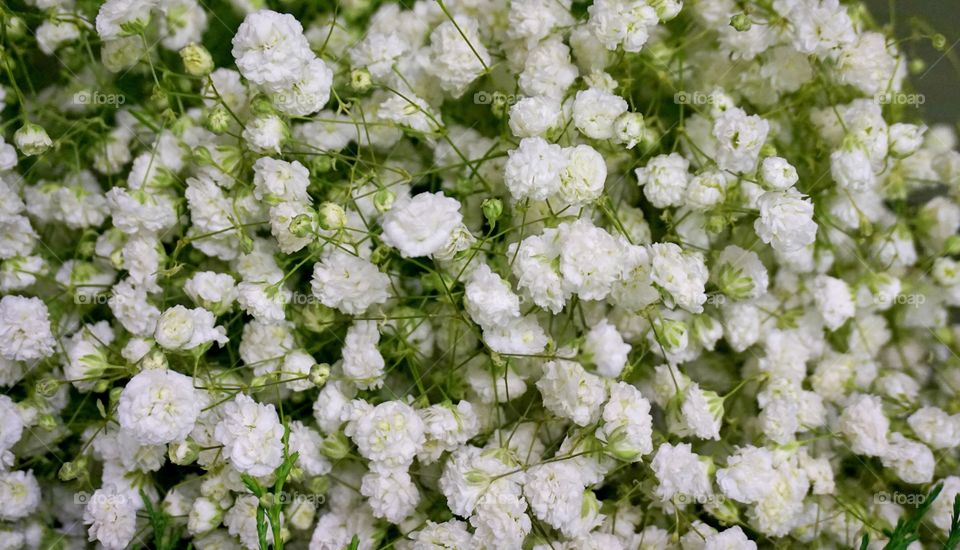 Baby breath flower