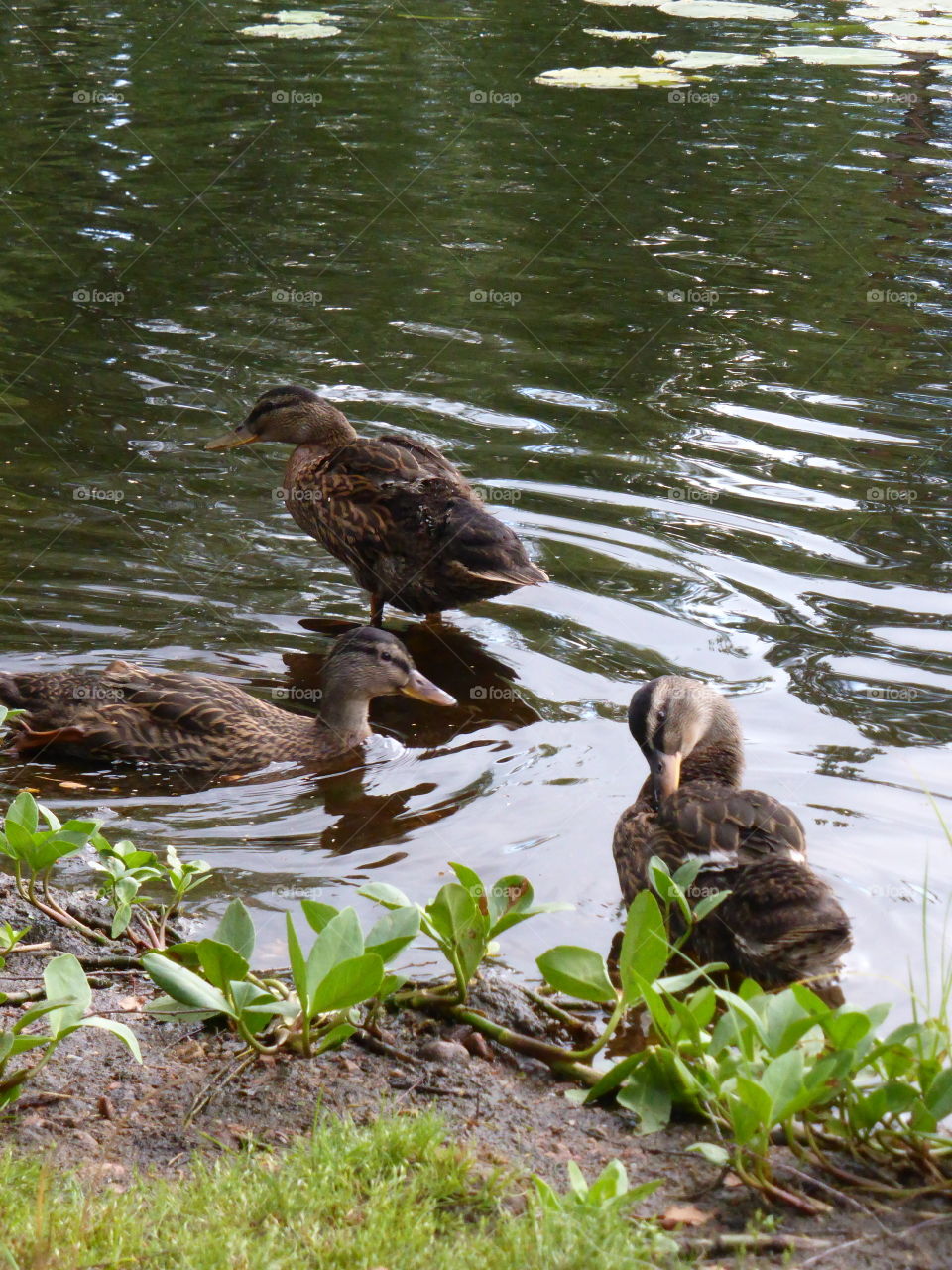 ducks