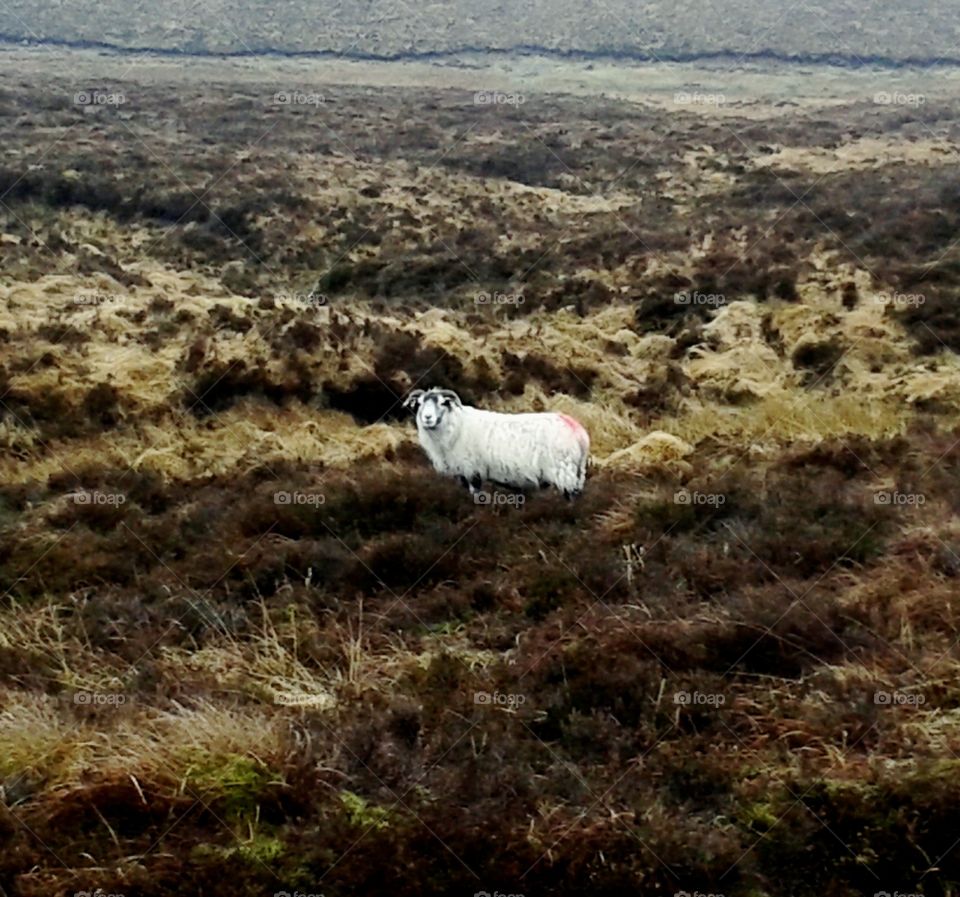 Lonely sheep on top of the mountain.