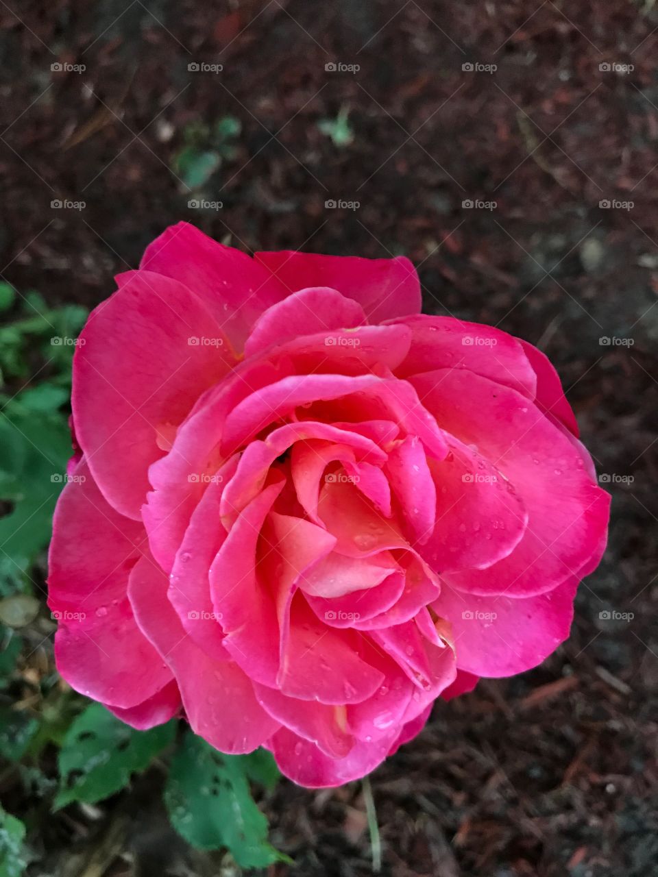 Beautiful pink rose in full bloom