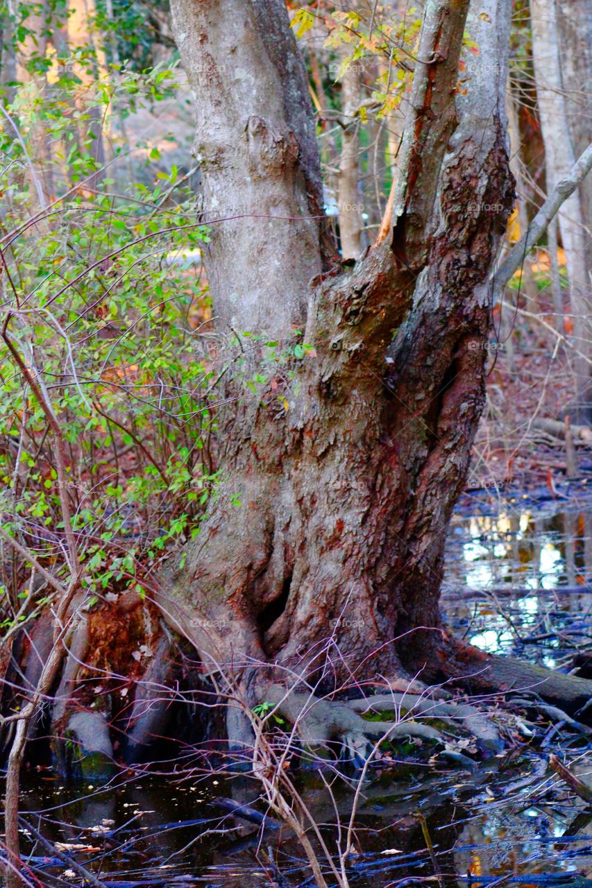 Cypress tree in the swamp