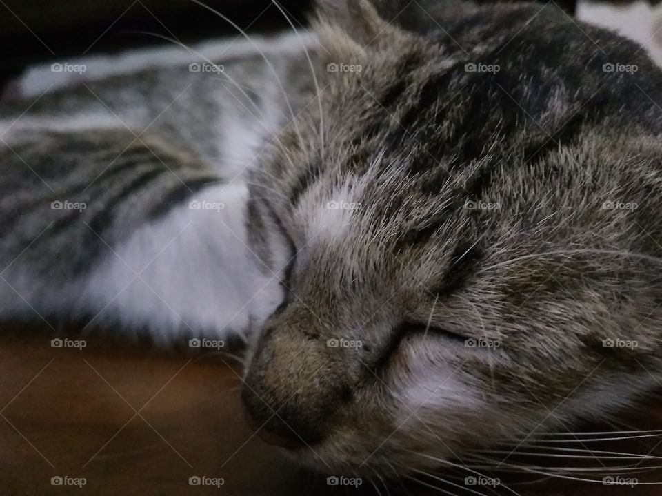 Cat, Kitten, Sleep, Pet, Animal