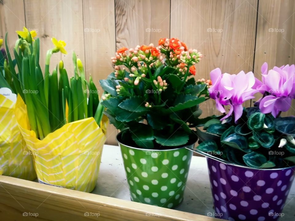 Brightly colored flowering house plants in colorful pots