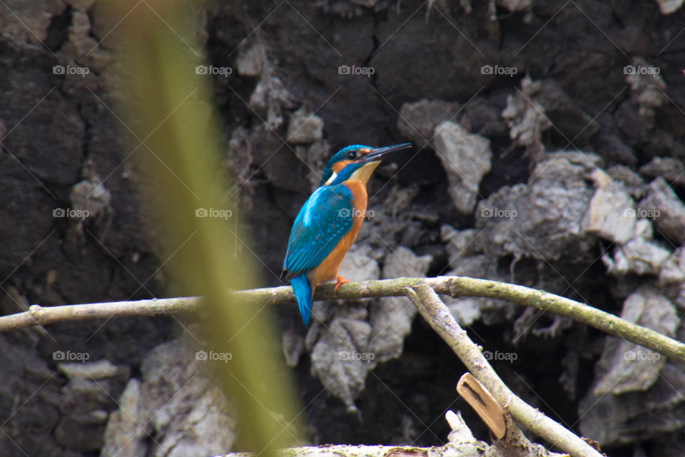 Icebird in the Netherlands