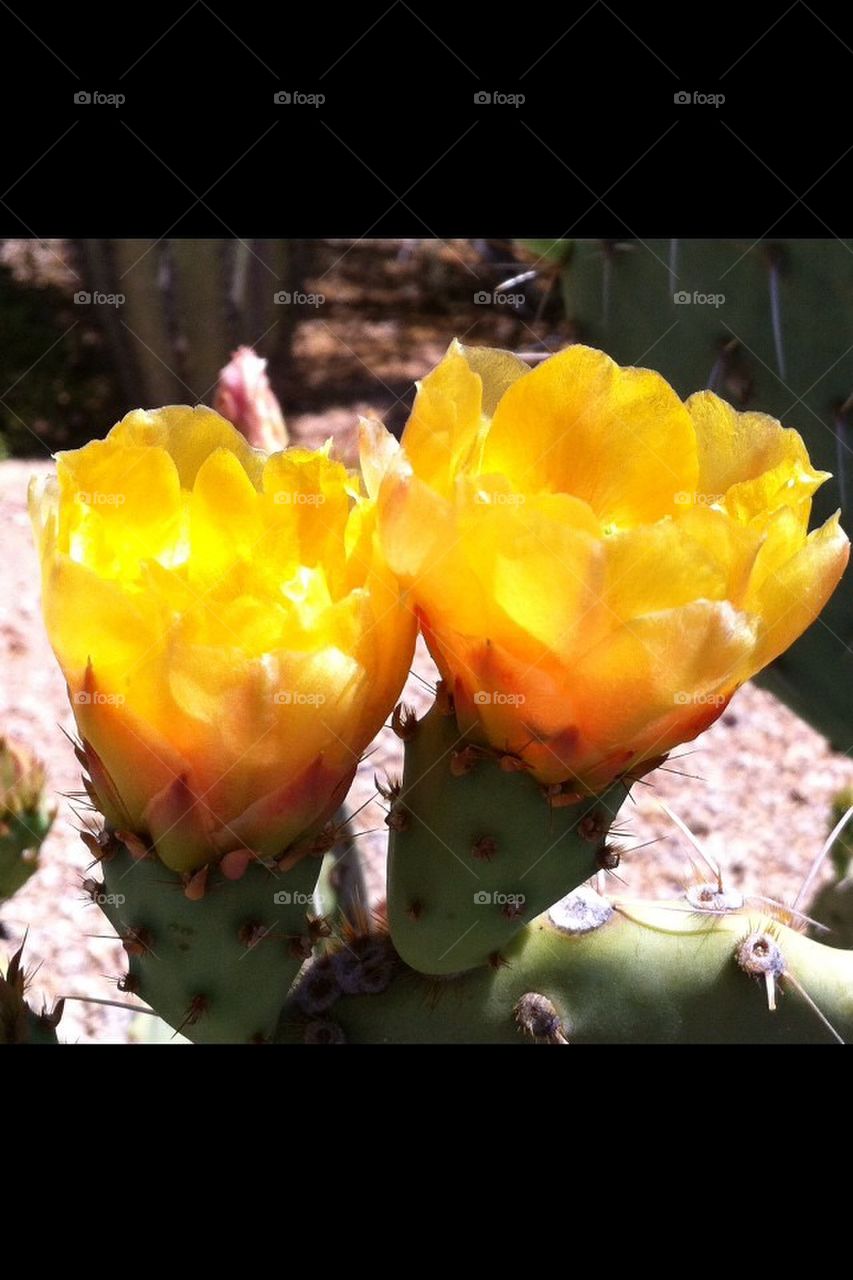 Cactus, spring, desert, flower, 