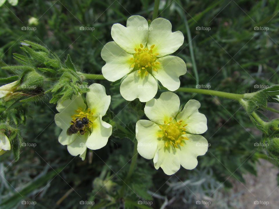 Saskatchewan wildflowers with pollinator 
