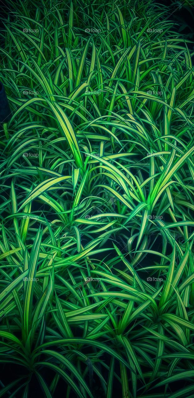 green colour stories