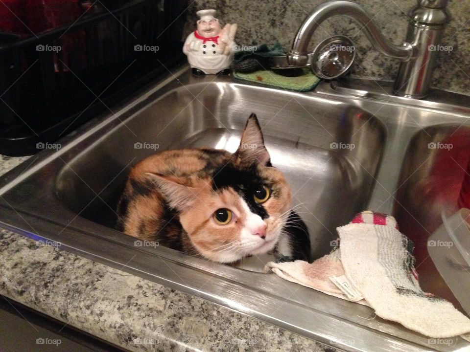 My sweet, calm Calico Cat hanging out in Kitchen sink, her favorite place to lay. 