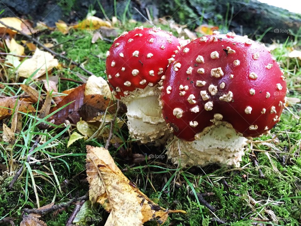 Two bright red and white fly agaric toadstool mushrooms among autumn leaves