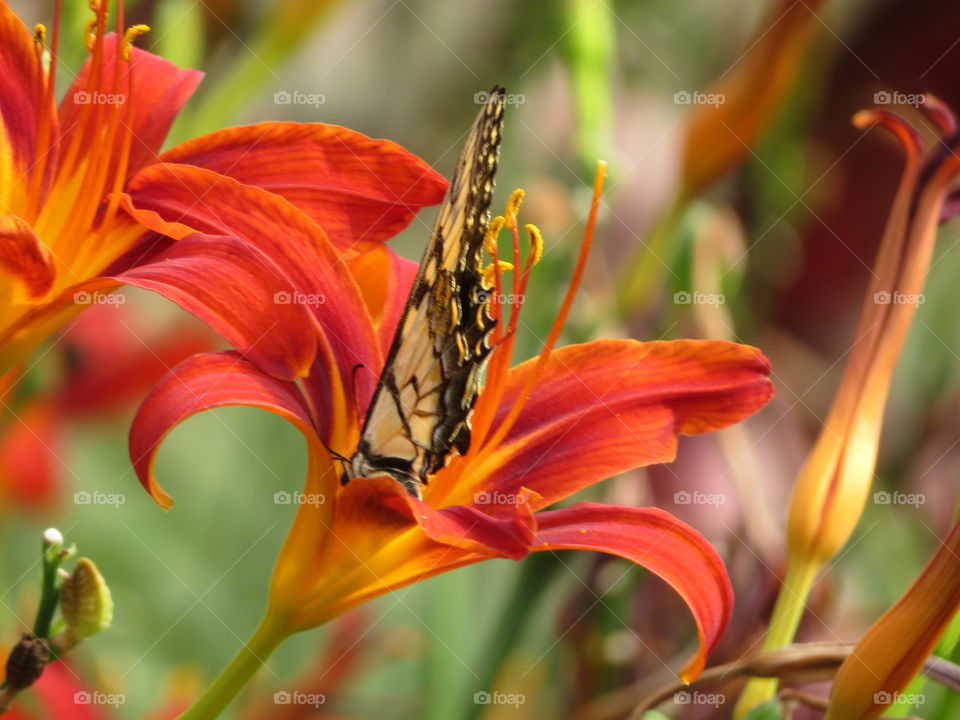 Tiger Swallowtail on Day Lily