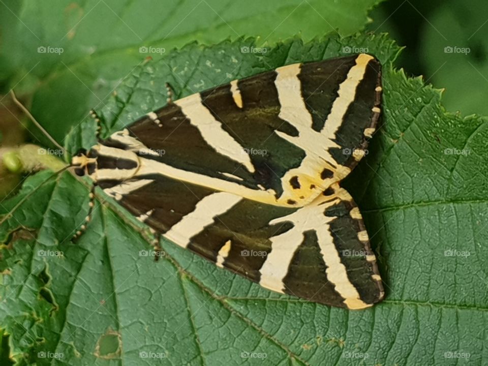 Schöner Schmetterling