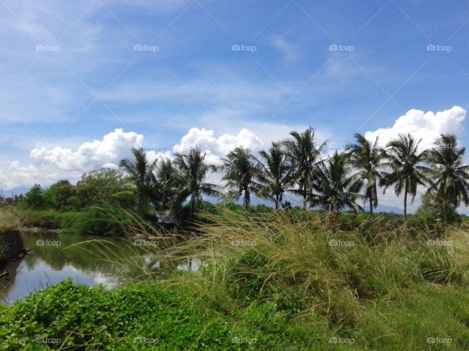 Fishpond, Coconut tree and Grass