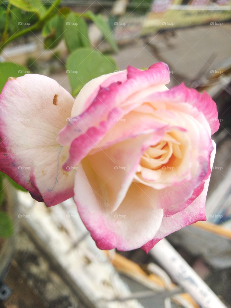 a beautiful pink and white rose flower