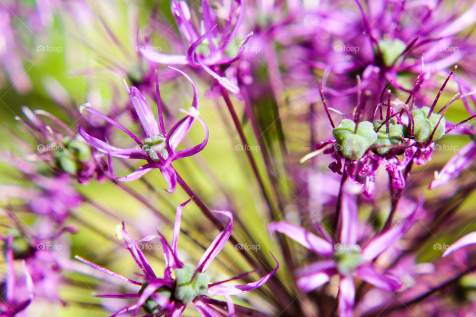 Purple flowers