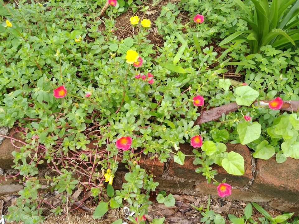 beautiful flowers in my garden