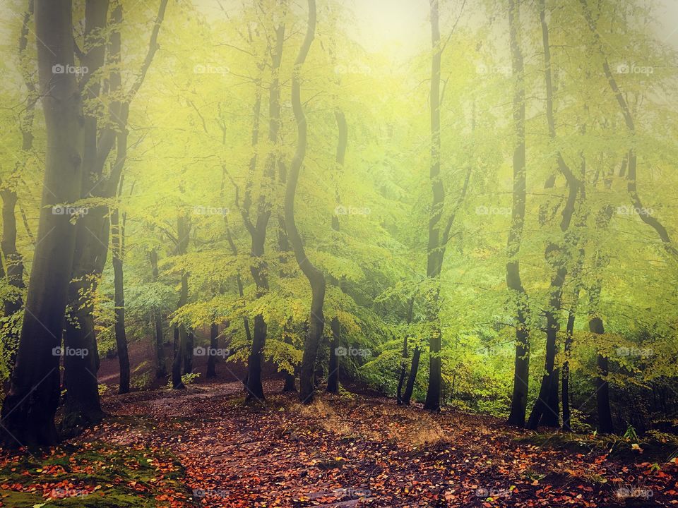 Tree, Wood, Fall, Landscape, Fog