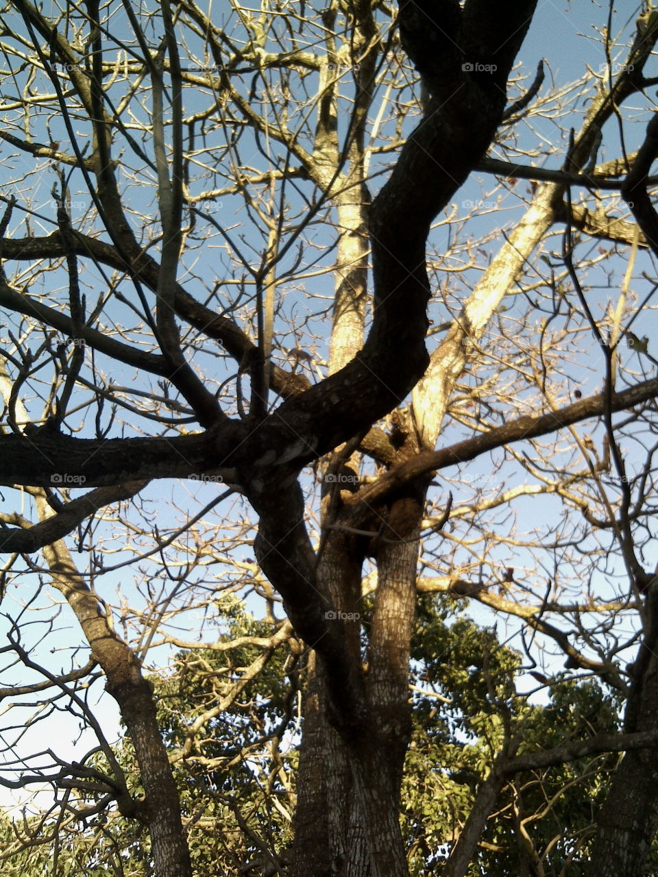 Almond tree in autumn