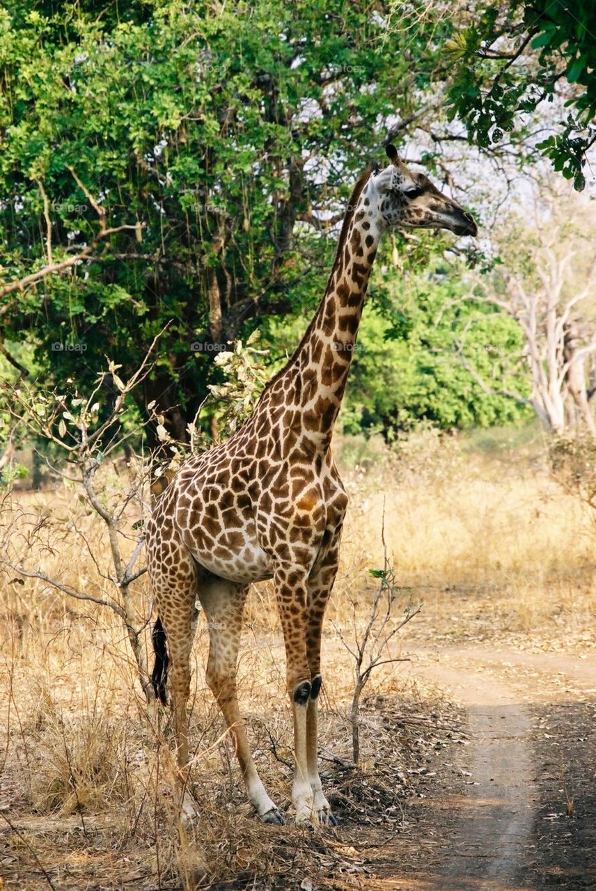 Photo safari, Zambia