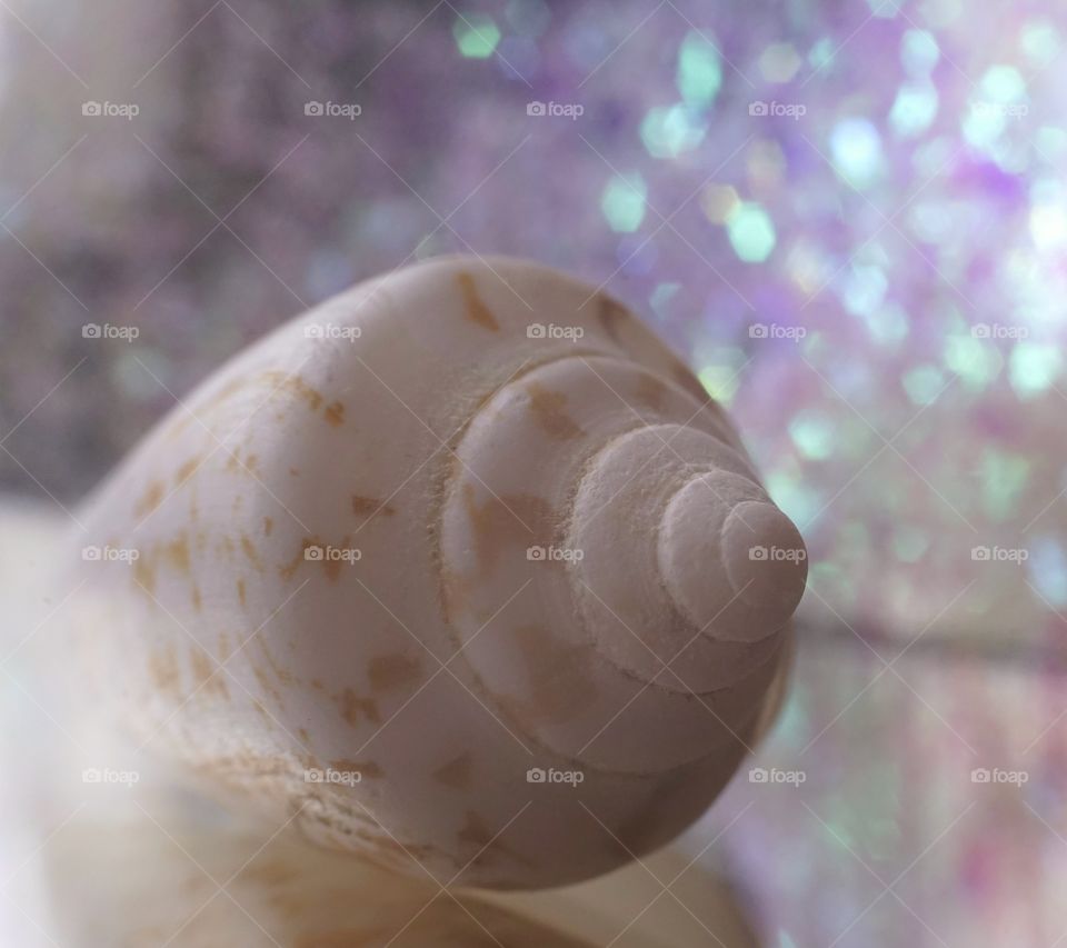 Shell close-up blur background beautiful nature