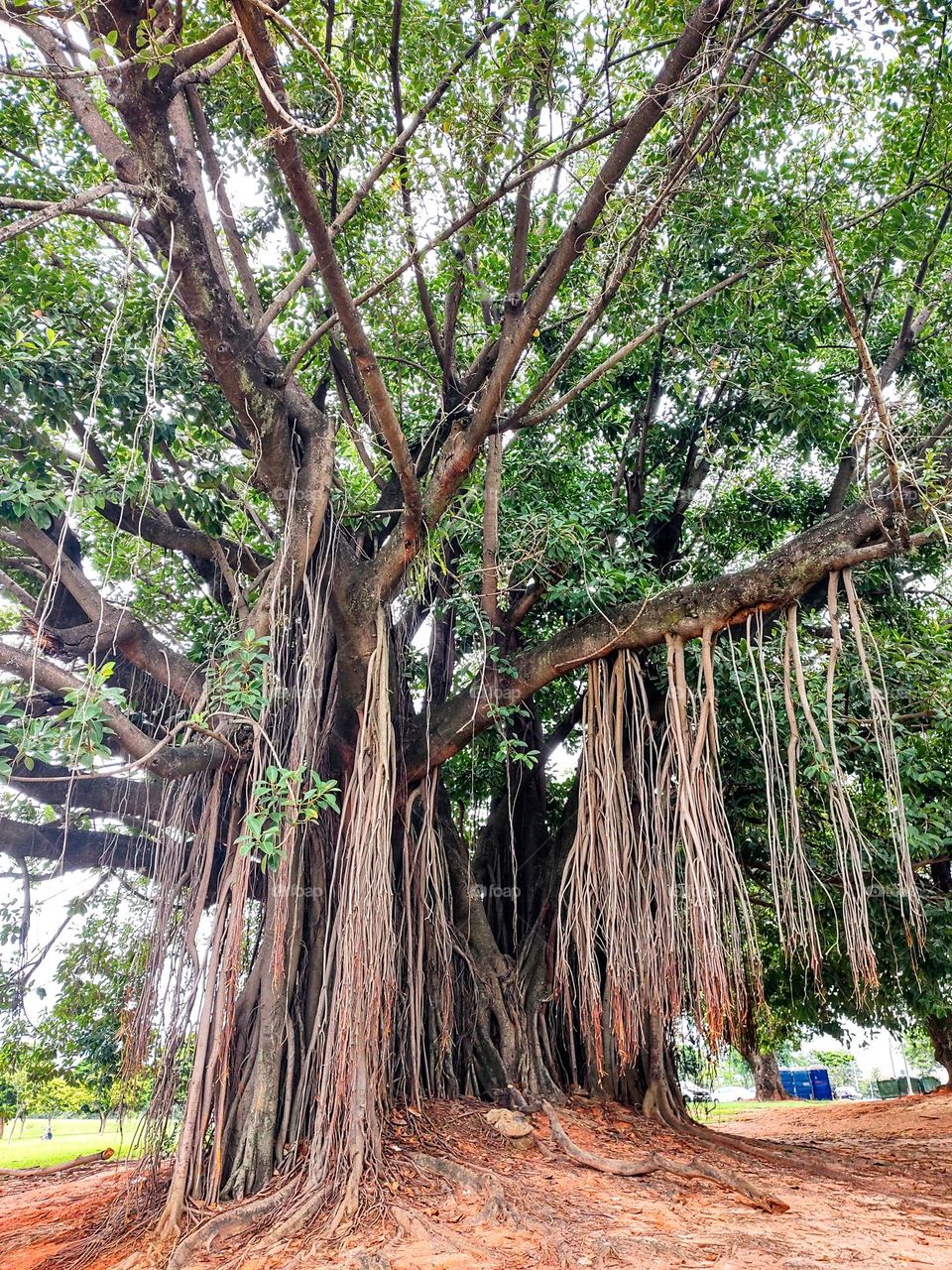 Indaiatuba Ecological Park