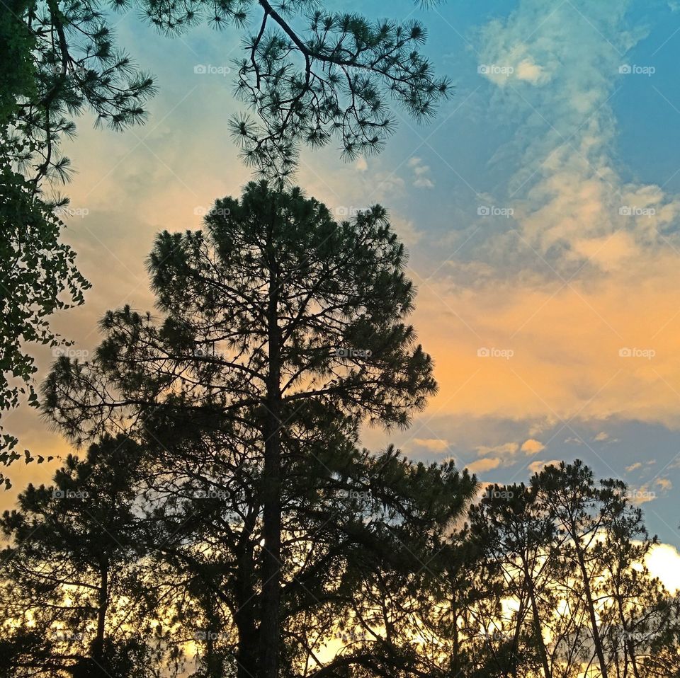 Forest in golden light
