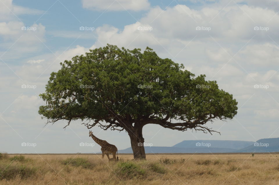 A giraffe standing under the acacia tree in Serengeti National Park