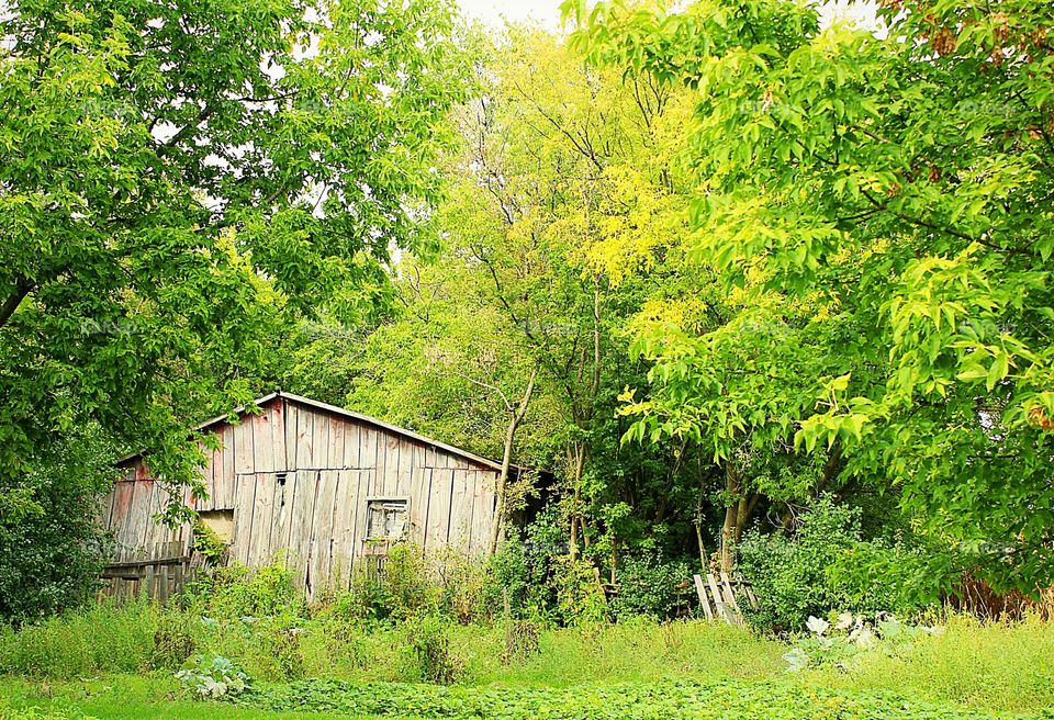 Michigan barn  in Autumn