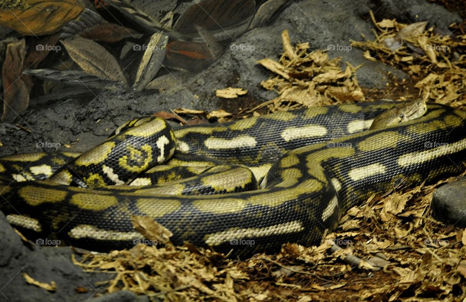 Large Boa Constrictor