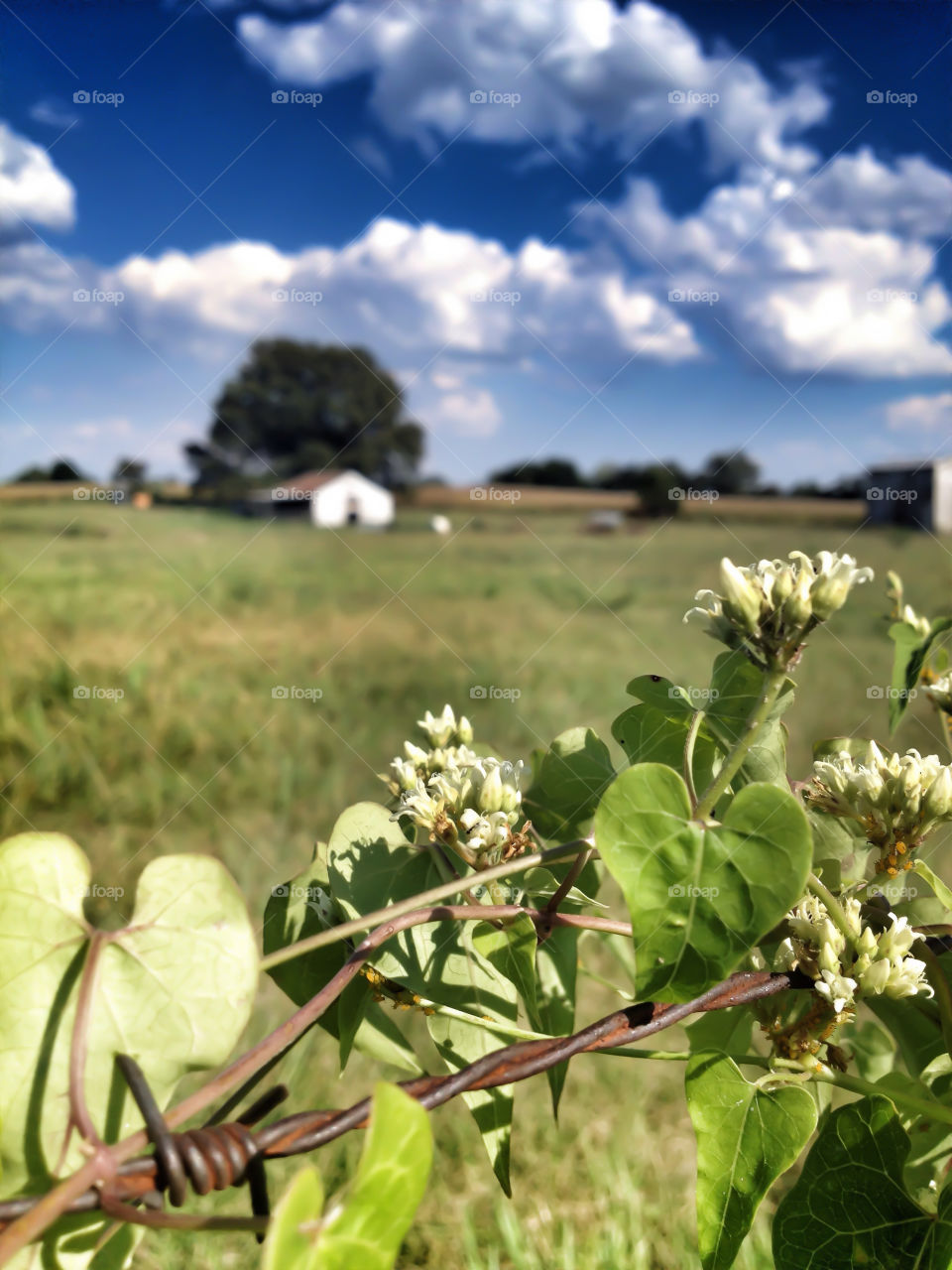 tennessee sky fence clouds by ohhlookabunny