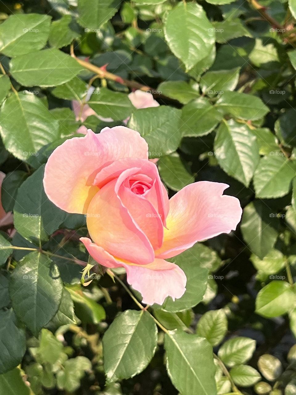 Roses in Yuanshan Flower Expo Park