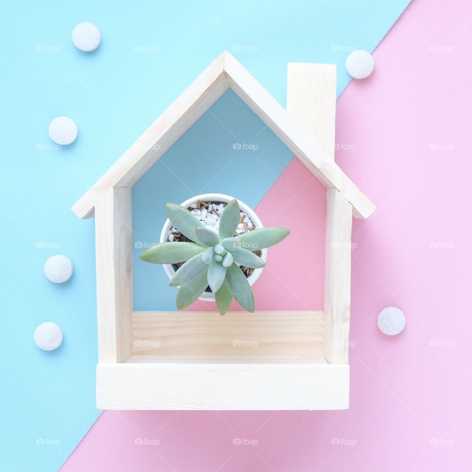 Potted plant in wooden house on sweet pastel background