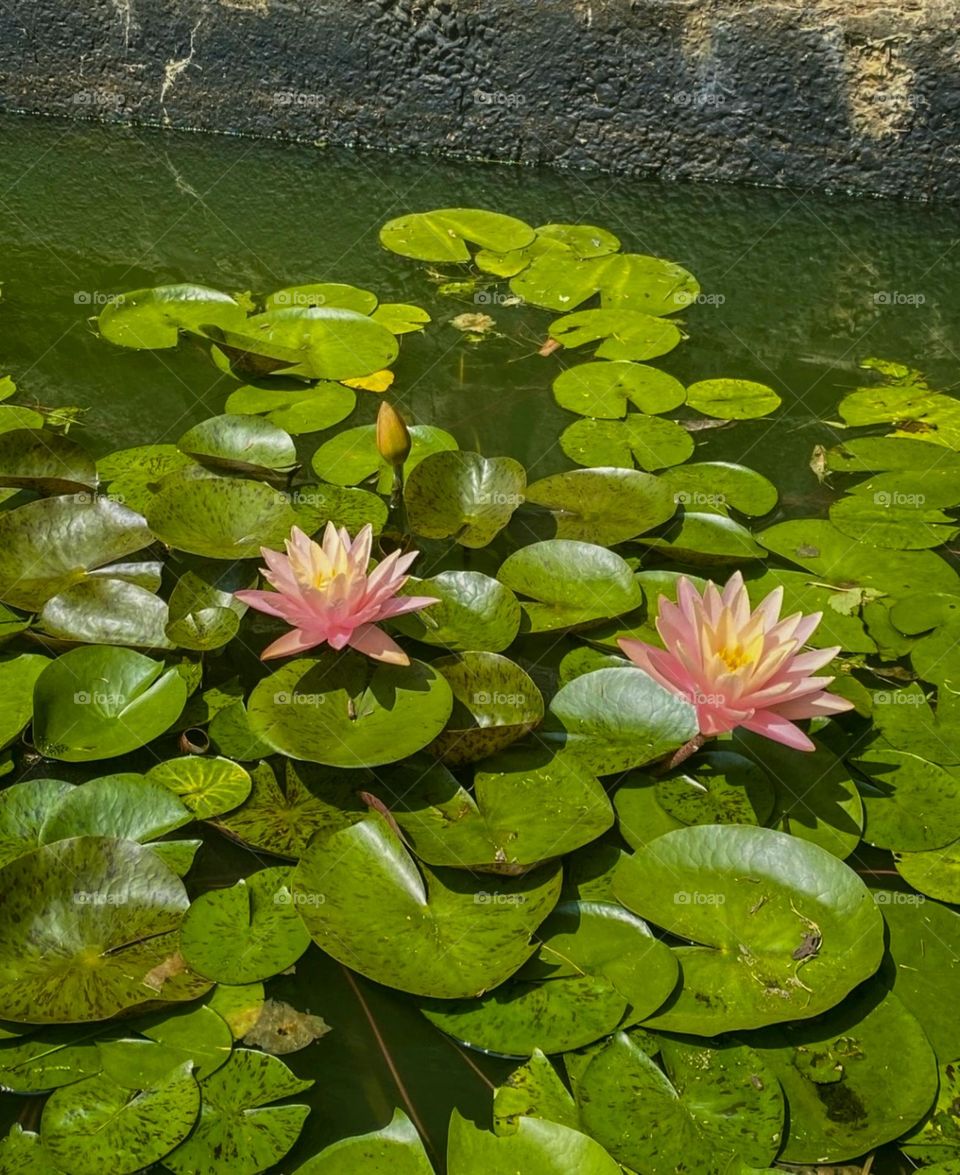 In the quiet stillness of the water, beauty unfolds, petal by petal