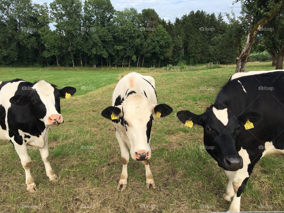German cows 
