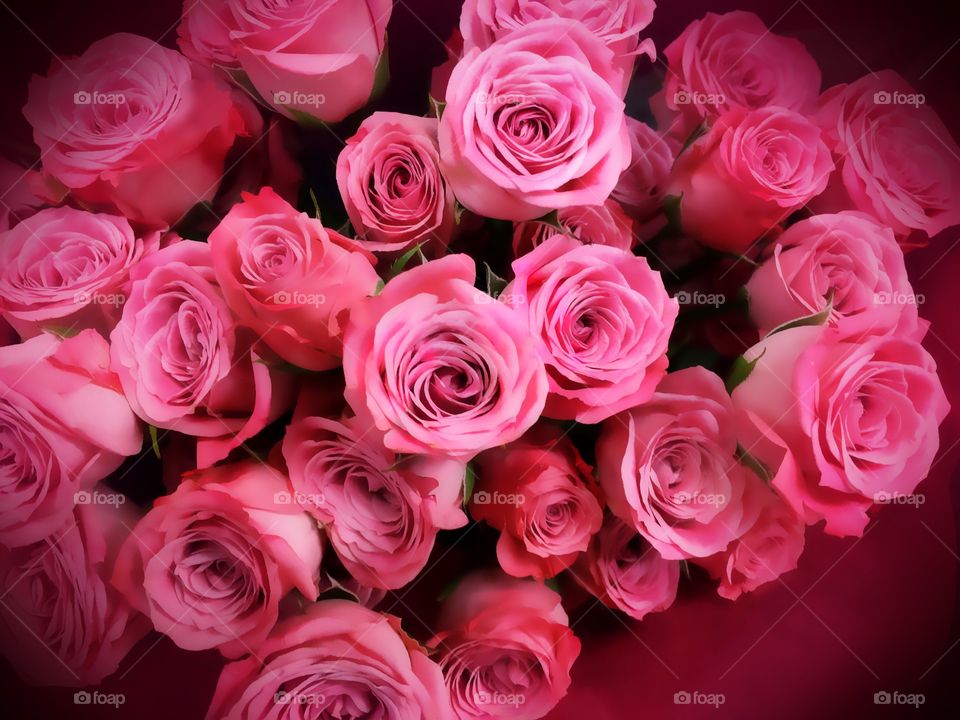 Pink roses