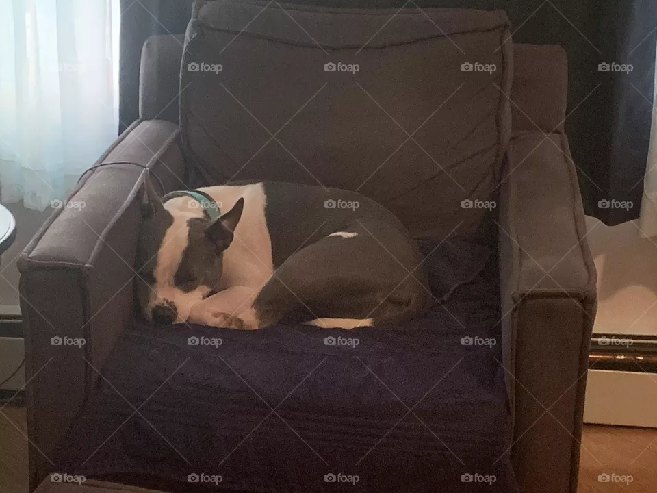 Cute sleeping dog
