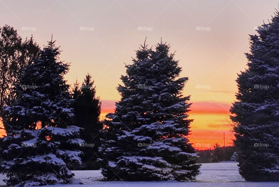 Sunset behind evergreens covered in snow—taken in Valparaiso, Indiana 