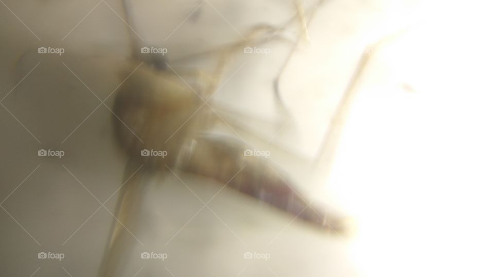 Micro Photo In Mosquito