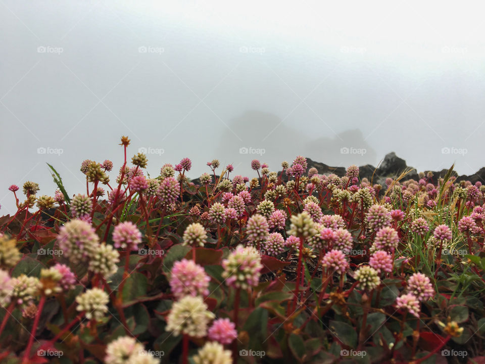 flowers growing in the fog