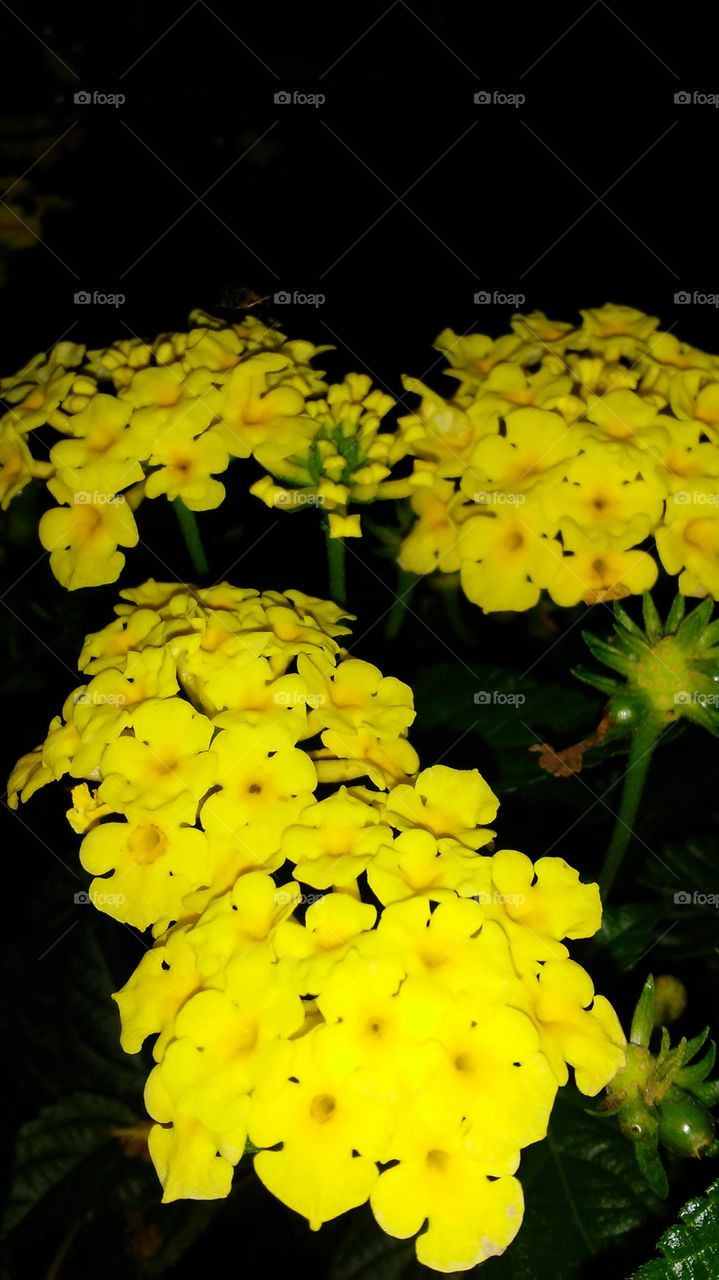 Flower, No Person, Flora, Nature, Leaf