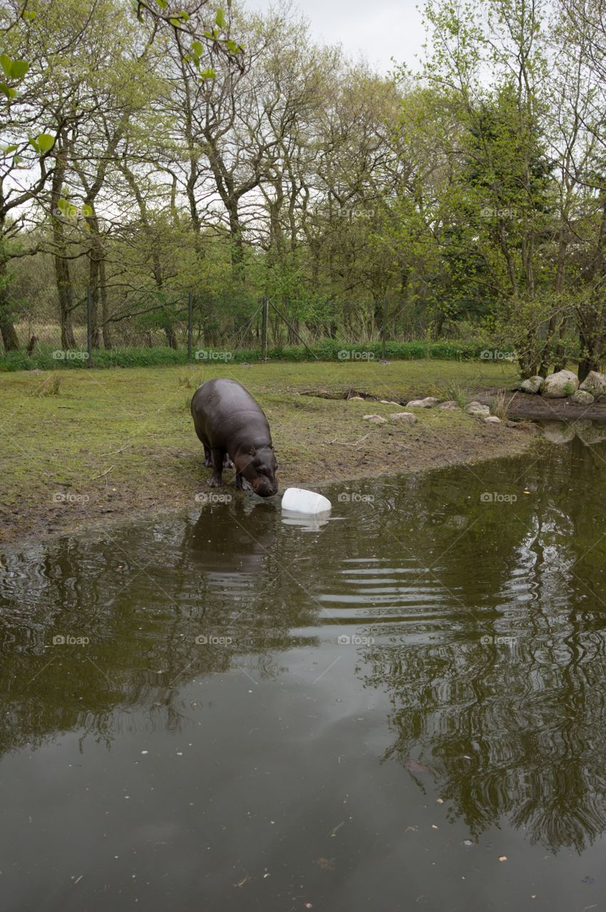 Hippo 